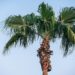 Welcher Garten ziert sich mit der Palme?