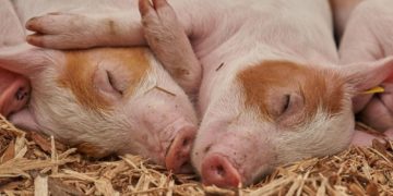 Erster „Tag des offenen Hofes“ seit Auftreten von Corona