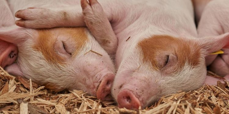 Erster „Tag des offenen Hofes“ seit Auftreten von Corona