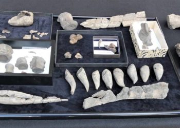 Chance für ein Urmeermuseum