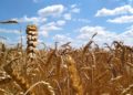Ernährungssicherung braucht eine nachhaltige Landwirtschaft