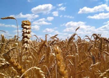 Ernährungssicherung braucht eine nachhaltige Landwirtschaft