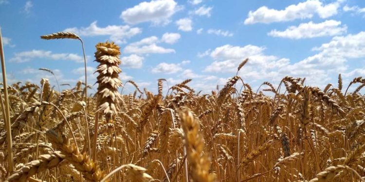 Ernährungssicherung braucht eine nachhaltige Landwirtschaft