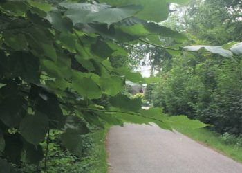 Verkehrssicherungspflicht: Zurückschneiden von Pflanzen