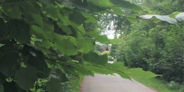 Verkehrssicherungspflicht: Zurückschneiden von Pflanzen