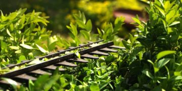 Rückschnitt von Bäumen