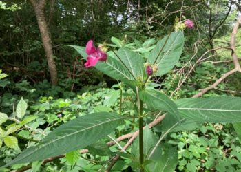 Das Indische Springkraut: schön problematisch