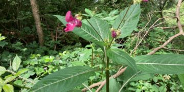 Das Indische Springkraut: schön problematisch