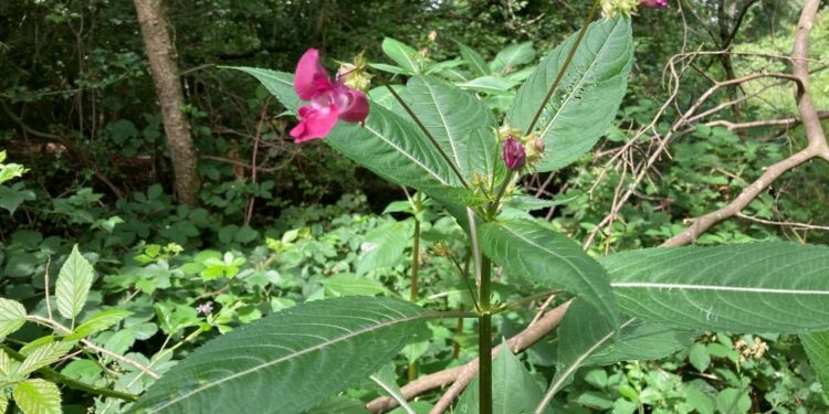 Das Indische Springkraut: schön problematisch