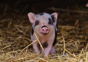 Landwirtschaftsministerium fördert vier Innovationsprojekte mit 1,75 Millionen Euro