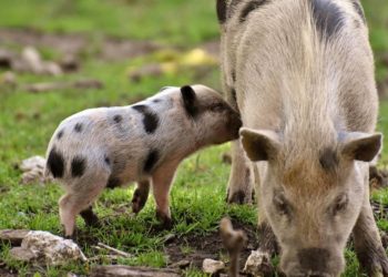 Afrikanische Schweinepest – Essensreste nicht in der Natur zurücklassen