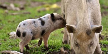 Afrikanische Schweinepest – Essensreste nicht in der Natur zurücklassen