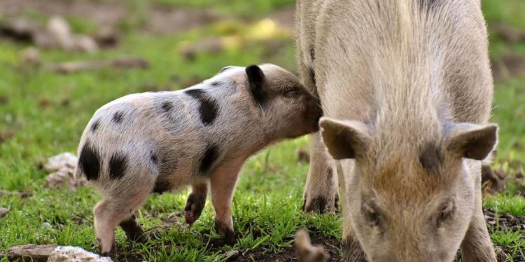 Afrikanische Schweinepest – Essensreste nicht in der Natur zurücklassen