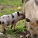 Afrikanische Schweinepest – Essensreste nicht in der Natur zurücklassen