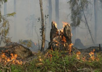 Brandgefahr in Wäldern und auf Flächen steigt