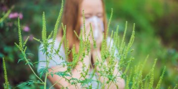 Hochallergene Ambrosia-Pflanze verbreitet sich