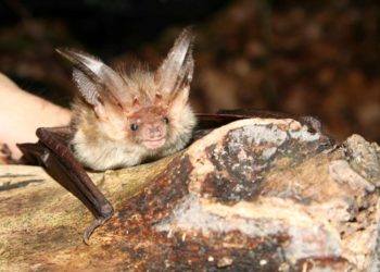 Touren im Naturpark zum Thema Fledermäuse