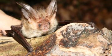 Touren im Naturpark zum Thema Fledermäuse