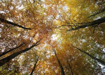 Wald als Klimaschützer: Ein Spaziergang für Baum-Fans