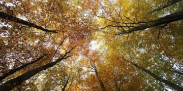 Wald als Klimaschützer: Ein Spaziergang für Baum-Fans