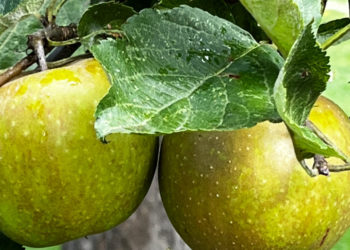 Traditioneller Ratzeburger Apfeltag am 24. September