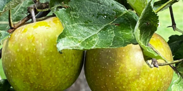 Traditioneller Ratzeburger Apfeltag am 24. September