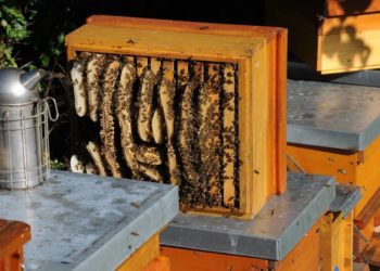 Imkerei – Thementag im Museum „Vergessene Arbeit“