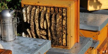 Imkerei – Thementag im Museum „Vergessene Arbeit“