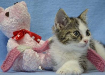 Tierschutz und Ehrenamt brauchen Entlastung und Vertrauen