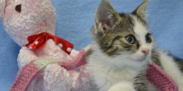 Tierschutz und Ehrenamt brauchen Entlastung und Vertrauen