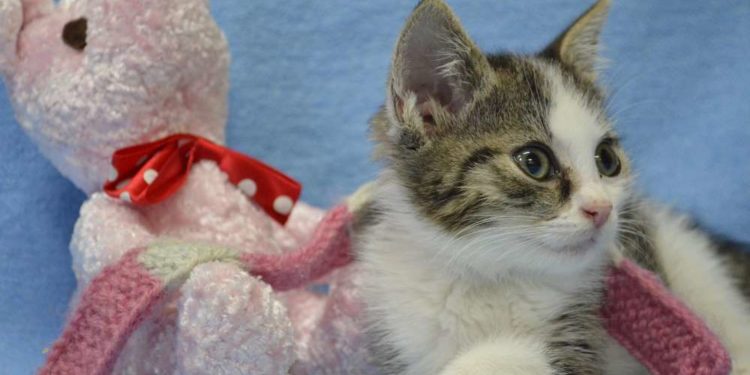 Tierschutz und Ehrenamt brauchen Entlastung und Vertrauen