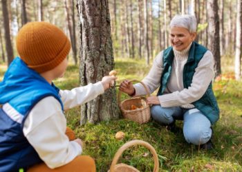 Warnung vor Pilzvergiftungen