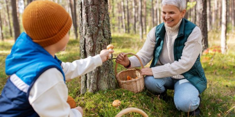 Warnung vor Pilzvergiftungen