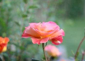 Großer Pflanzenflohmarkt in Ratzeburg