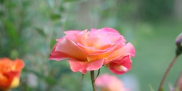Großer Pflanzenflohmarkt in Ratzeburg