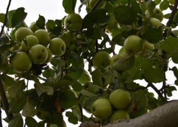 Obst-Pflücken erlaubt