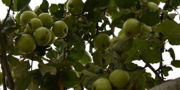 Obst-Pflücken erlaubt