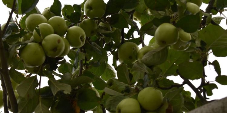 Obst-Pflücken erlaubt