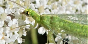 Naturerlebnisse im eigenen Garten