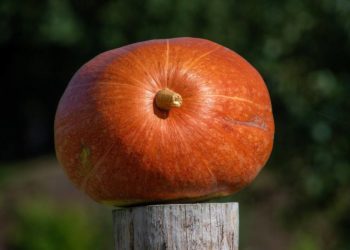 Kürbis-schätz-Aktion des Inner Wheel Clubs