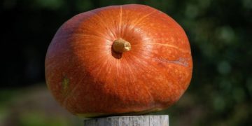 Kürbis-schätz-Aktion des Inner Wheel Clubs