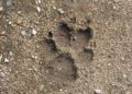 Vom Wolf und den anderen großen Tieren