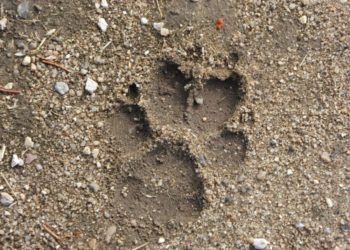 Vom Wolf und den anderen großen Tieren