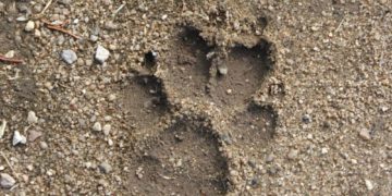 Vom Wolf und den anderen großen Tieren