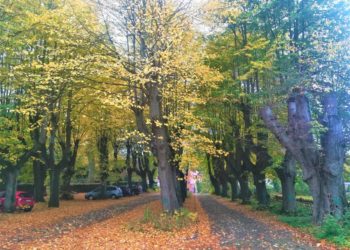 Baumfällarbeiten im Ratzeburger Stadtgebiet
