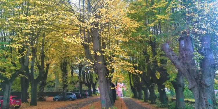 Baumfällarbeiten im Ratzeburger Stadtgebiet