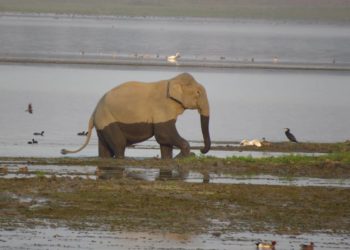 Von goldene Affen und anderen wilden Kreaturen