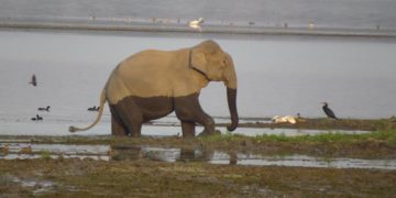 Von goldene Affen und anderen wilden Kreaturen