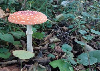 Zwei neue „Fotos der Woche“