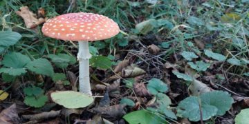 Zwei neue „Fotos der Woche“